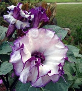 Mor katmerli datura fidesi