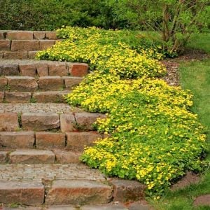 Waldsteinia forrest sun fidesi sarı çiçekli yerörtücü
