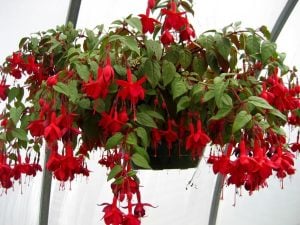 Kırmızı küpeli çiçeği fidesi marinka fuchsia