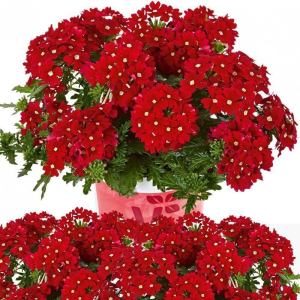 Sarkan mine fidesi verbena vectura red w eye 1 fide