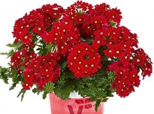 Sarkan mine fidesi verbena vectura red w eye 1 fide