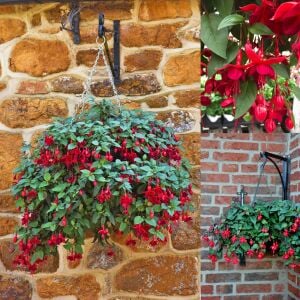 Kırmızı küpeli çiçeği fidesi marinka fuchsia