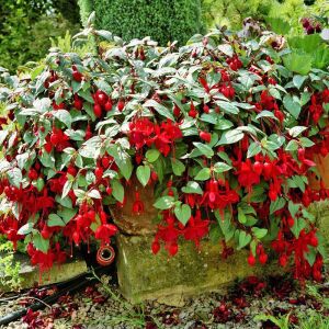 Kırmızı küpeli çiçeği fidesi marinka fuchsia