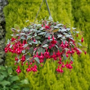 Kırmızı küpeli çiçeği fidesi marinka fuchsia