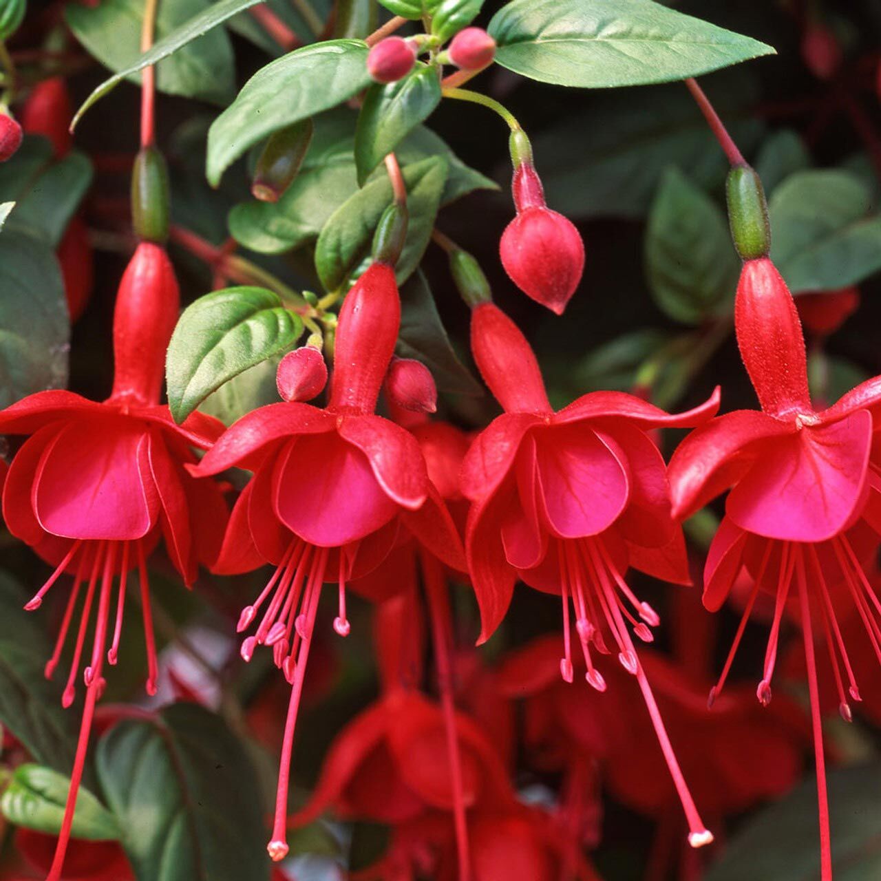 Kırmızı küpeli çiçeği fidesi marinka fuchsia