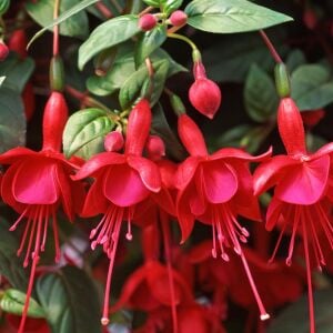Kırmızı küpeli çiçeği fidesi marinka fuchsia