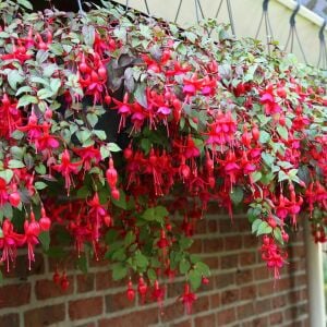 Kırmızı küpeli çiçeği fidesi marinka fuchsia