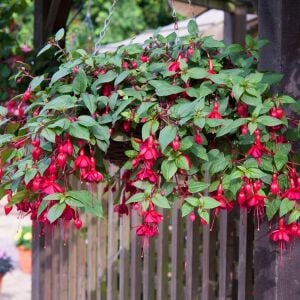 Kırmızı küpeli çiçeği fidesi marinka fuchsia