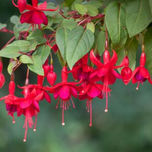 Kırmızı küpeli çiçeği fidesi marinka fuchsia