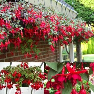 Kırmızı küpeli çiçeği fidesi marinka fuchsia