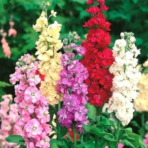 Matthiola şebboy tohumu kokulu katmerli iri çiçekli renkli karışım