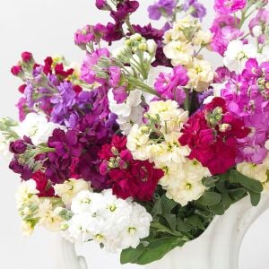 Matthiola şebboy tohumu kokulu katmerli iri çiçekli renkli karışım