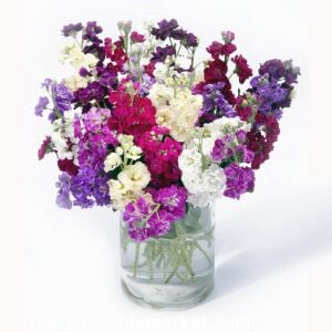 Matthiola şebboy tohumu kokulu katmerli iri çiçekli renkli karışım