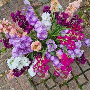 Matthiola şebboy tohumu kokulu katmerli iri çiçekli renkli karışım