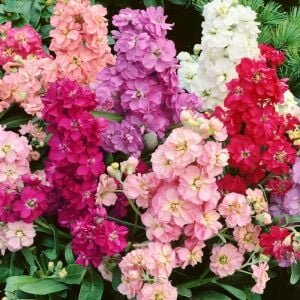 Matthiola şebboy tohumu kokulu katmerli iri çiçekli renkli karışım