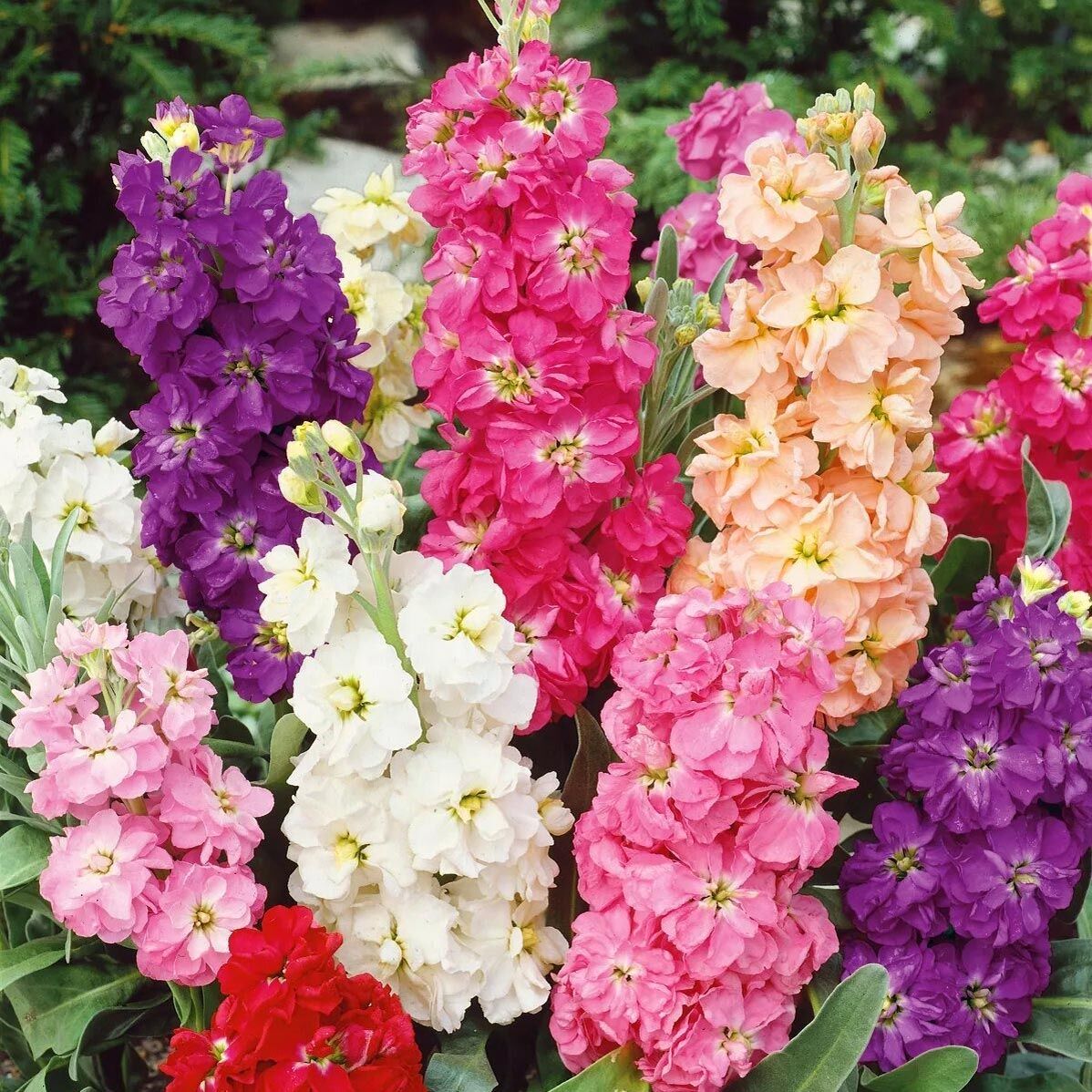 Matthiola şebboy tohumu kokulu katmerli iri çiçekli renkli karışım