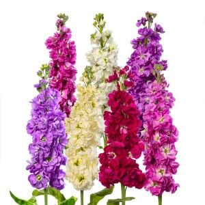 Matthiola şebboy tohumu kokulu katmerli iri çiçekli renkli karışım