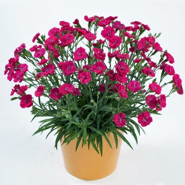 Hoş kokulu katlı karanfil fidesi delilah magenta dianthus