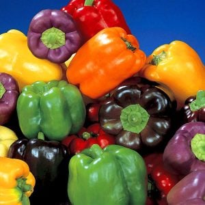 Kaliforniya çan biber tohumu çok renkli dolmalık biberler
