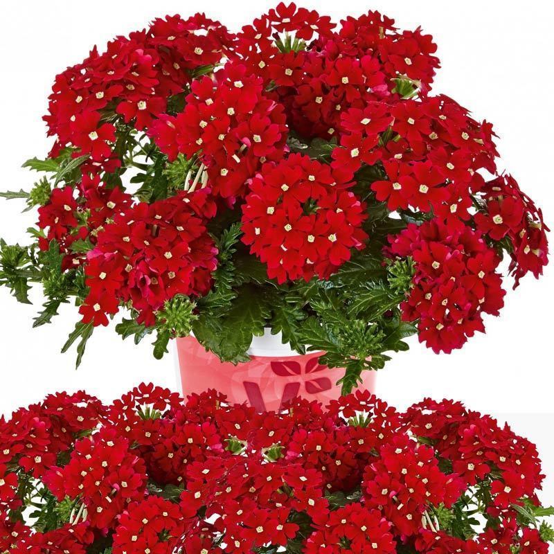 Sarkan mine fidesi verbena vectura red w eye 3 fide