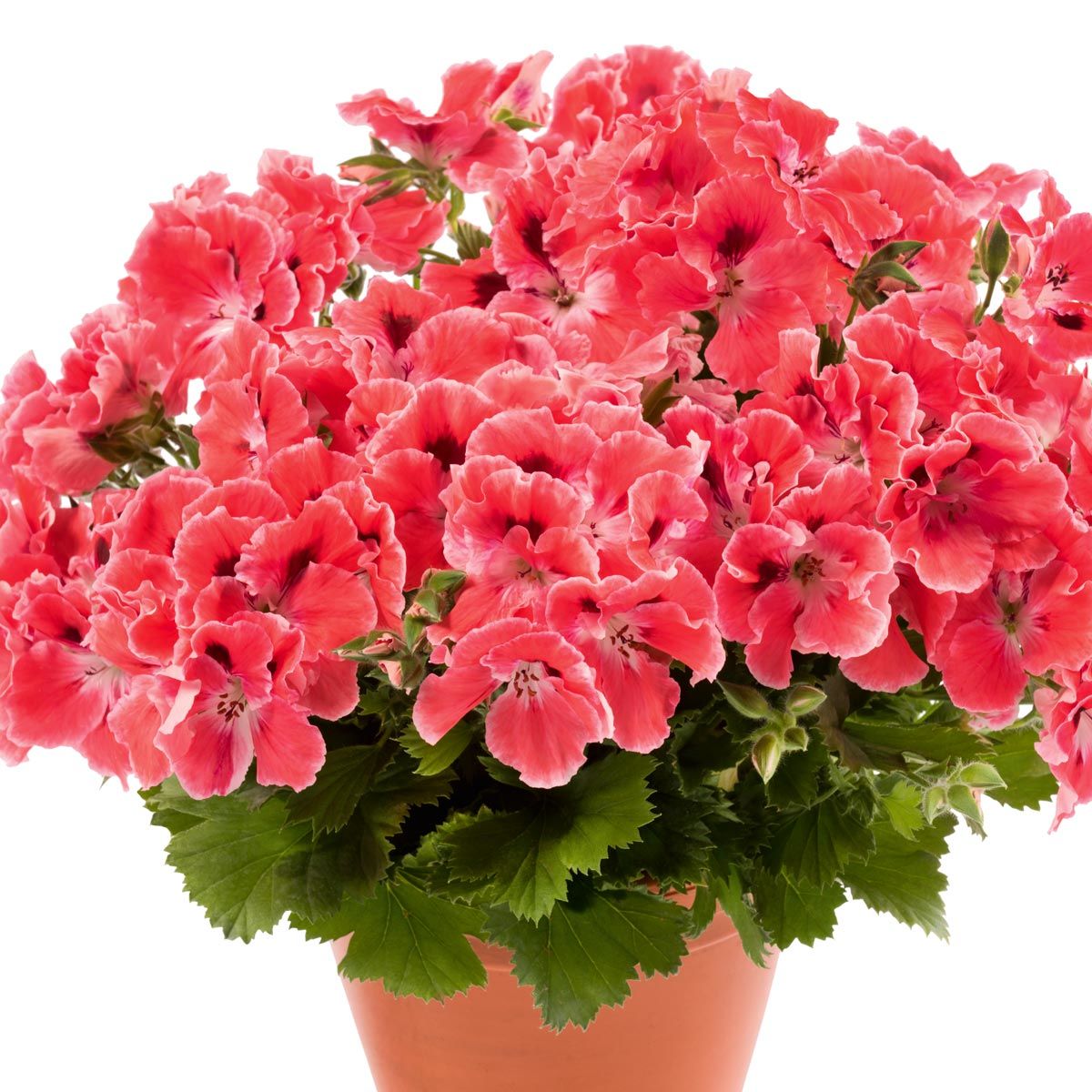 Turuncu somon canan sardunya fidesi pelargonium aristo orange