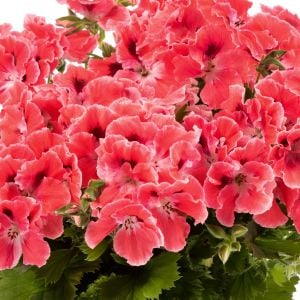 Turuncu somon canan sardunya fidesi pelargonium aristo orange