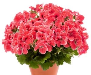 Turuncu somon canan sardunya fidesi pelargonium aristo orange