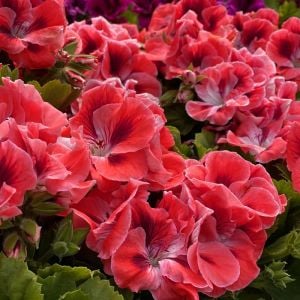 Turuncu somon canan sardunya fidesi pelargonium aristo orange