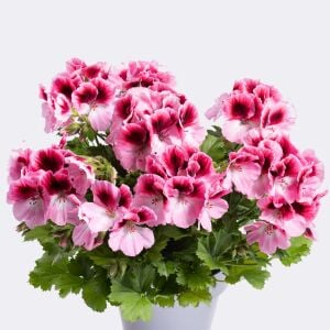 Romantik canan sardunya fidesi ithal pelargonium aristo romance