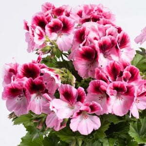 Romantik canan sardunya fidesi ithal pelargonium aristo romance