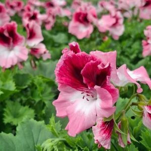 Romantik canan sardunya fidesi ithal pelargonium aristo romance