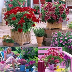 Romantik canan sardunya fidesi ithal pelargonium aristo romance