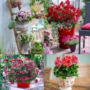 Romantik canan sardunya fidesi ithal pelargonium aristo romance