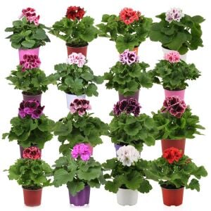 Romantik canan sardunya fidesi ithal pelargonium aristo romance