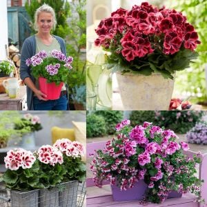 Romantik canan sardunya fidesi ithal pelargonium aristo romance