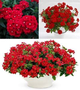 Sarkan mine fidesi verbena vectura red w eye 7 yada 9 cm saksıda