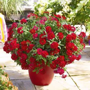 Sarkan mine fidesi verbena vectura red w eye 7 yada 9 cm saksıda
