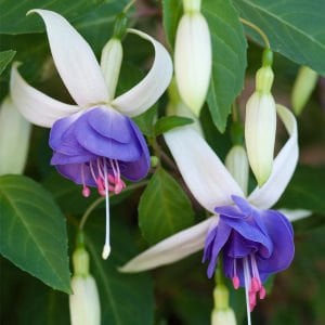Mavi beyaz küpeli çiçeği fidesi delta's sarah fuchsia büyük katmerli çiçekli