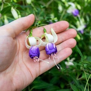 Mavi beyaz küpeli çiçeği fidesi delta's sarah fuchsia büyük katmerli çiçekli