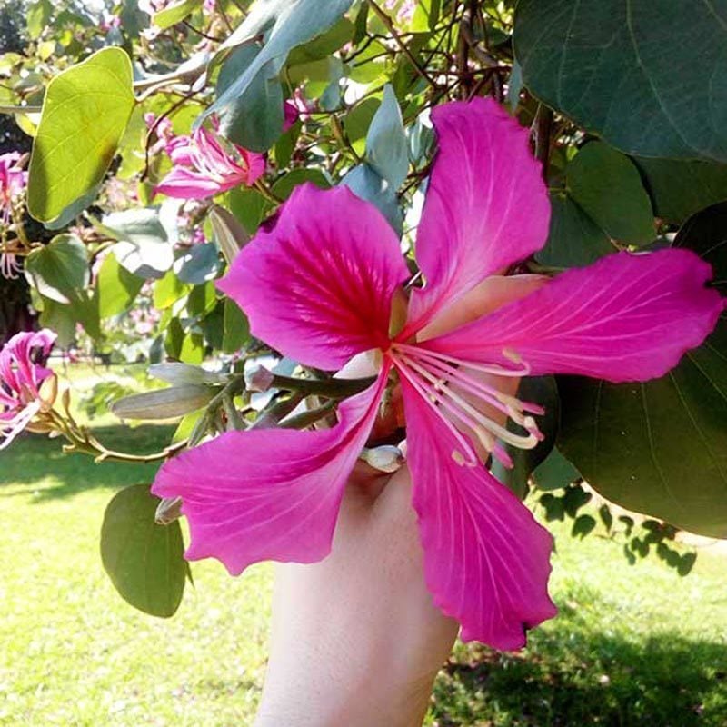 Mor orkide ağacı tohumu bauhinia purpurea butterfly tree
