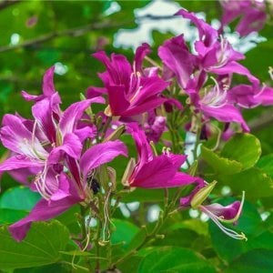Mor orkide ağacı tohumu bauhinia purpurea butterfly tree