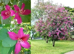 Mor orkide ağacı tohumu bauhinia purpurea butterfly tree