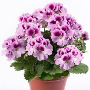 Romantik canan sardunya fidesi ithal pelargonium aristo romance