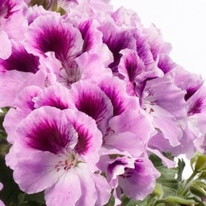 Orkide canan sardunya fidesi ithal pelargonium aristo orchid