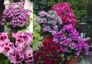 Romantik canan sardunya fidesi ithal pelargonium aristo romance