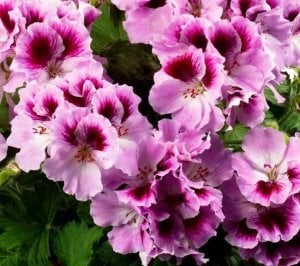 Romantik canan sardunya fidesi ithal pelargonium aristo romance