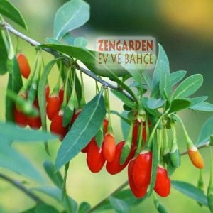 Goji berry tohumu lycium barbarum seeds