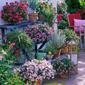 Romantik canan sardunya fidesi ithal pelargonium aristo romance