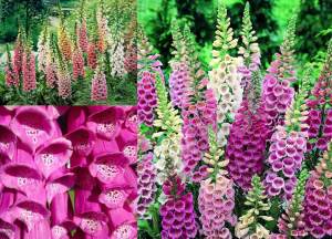 Excelsior yüksükotu fidesi karışık renkler foxglove digitalis