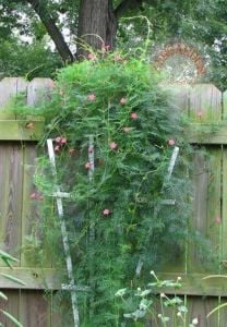 Pembe servi sarmaşık tohumu cypress vine ipomoea quamoclit